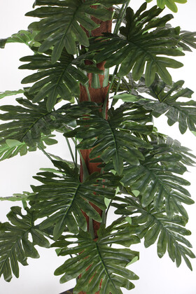 36 Yapraklı Yapay Philodendron Deve Tabanı Ağacı 190 cm (Ahşap Siyah Gold-Saksıda) - Thumbnail