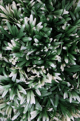 Defne Yapraklı Şimşir Top 38 cm Yeşil Beyaz - Thumbnail