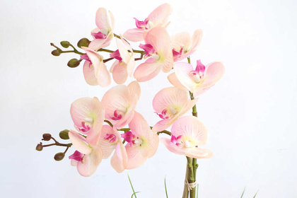 Küçük Kabak Saksıda 2li Exclusive Islak Orkide Pembe - Thumbnail