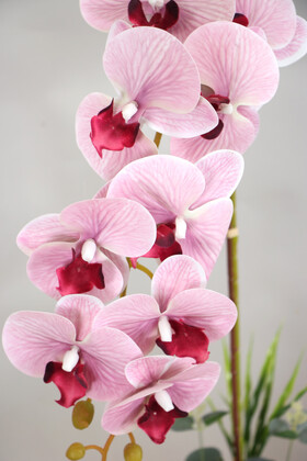Beton Saksıda Yapay Baskılı Islak Orkide 55 cm Pembe Çizgili - Thumbnail