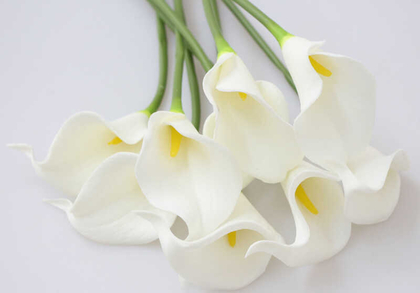 Yapay Çiçek Islak Gerçek Gala Çiçeği 8 Dal Beyaz (Ortası Sarı) - Thumbnail
