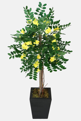 Yapay Çiçek Deposu - Yapay Sibirya Bezelye Ağacı Caragana Arborescens 120 cm
