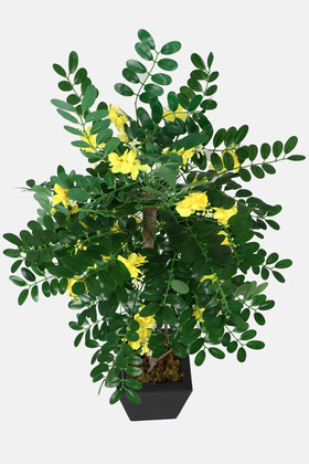 Yapay Sibirya Bezelye Ağacı Caragana Arborescens 120 cm - Thumbnail