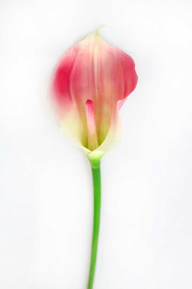 Yapay Çiçek Deposu - Yapay Islak Tek Dal Dev Gala Çiçeği 70 cm Pembe