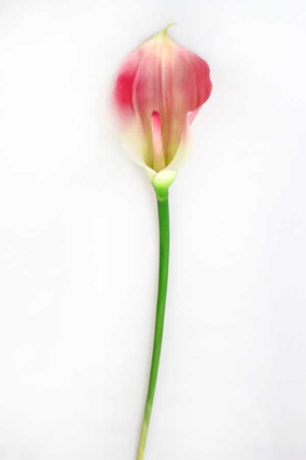 Yapay Islak Tek Dal Dev Gala Çiçeği 70 cm Pembe - Thumbnail