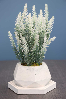 Yapay Çiçek Deposu - Beton Saksıda Altlıklı Pudralı İri Lavanta Seti Beyaz