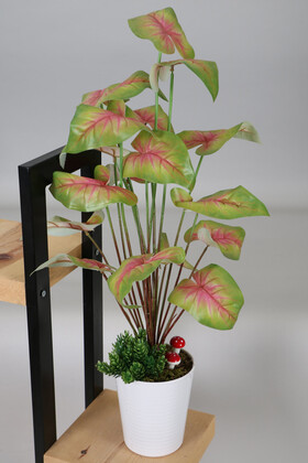 Yapay Çiçek Deposu - Dekoratif Beyaz Mika Saksıda Kaladyum (Caladium) Bitki Tanzimi 70 cm Yeşil Pembe