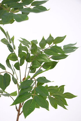 Yapay Ağac Wisteria (Akasya) Bitkisi 2 Dallı 105 cm (Saksısız) Yeşil - 12