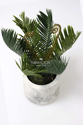 Beton Saksıda Ananas Bitkisi 25 cm - 2