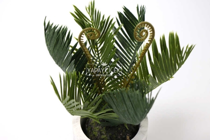 Beton Saksıda Ananas Bitkisi 25 cm - 3