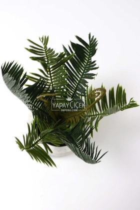 Beton Saksıda Ananas Bitkisi 25 cm - 4