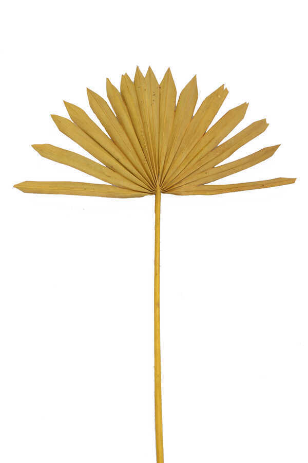 Kuru Tropic Palmiye Yaprağı 40 cm Hardal Sarı