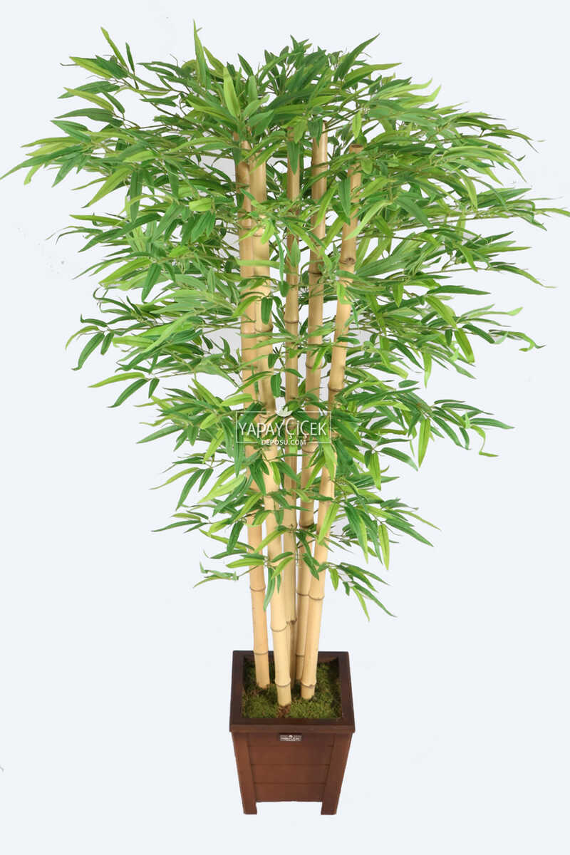 Kalın Çubuklu Kırçıllı Yapraklı Bambu Ağacı 5 Gövde 170 cm