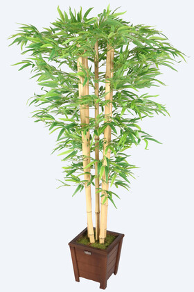 Kalın Çubuklu Kırçıllı Yapraklı Bambu Ağacı 5 Gövde 170 cm - Thumbnail