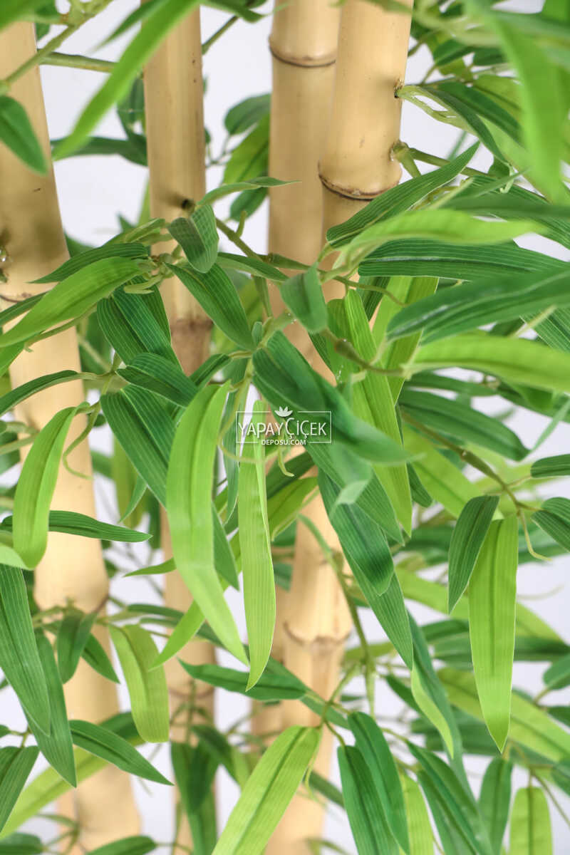 Kalın Çubuklu Kırçıllı Yapraklı Bambu Ağacı 5 Gövde 170 cm