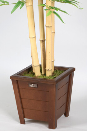Kalın Çubuklu Kırçıllı Yapraklı Bambu Ağacı 5 Gövde 170 cm - Thumbnail