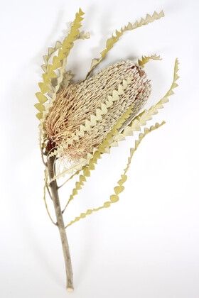 Yapay Çiçek Deposu - Doğal Kuru Çiçek Banksia Palamutu