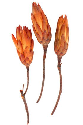 Yapay Çiçek Deposu - Doğal Kuru Çiçek Protea Enginar Çiçeği 3 Adet (Kod 607)