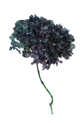 Yapay Çiçek Deposu - Lüx Bodur Ortanca Dalı (Gerçek Uzun Ömürlü Şoklanmış) 40 cm Ebruli