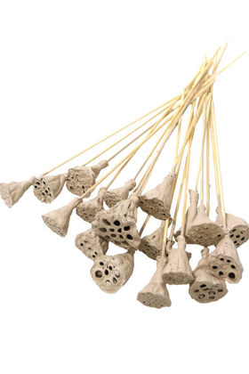 Yapay Çiçek Deposu - 20 Adet Bambu Şiş Saplı Mini Lotus Çiçeği Plant Kum Rengi (Gerçek Lotus)