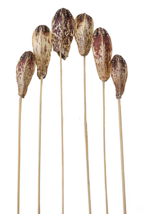 Yapay Çiçek Deposu - Tropic Kuru Çiçek 6lı Mehogony on Stem