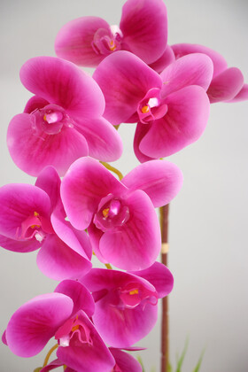 Beton Saksıda Yapay Baskılı Islak Orkide 55 cm Fuşya - Thumbnail
