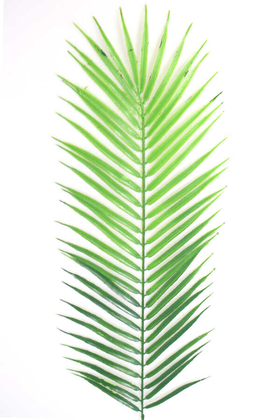 Yapay Fenix Hurma Ağacı Yaprağı Feniks 90 cm Islak Dokulu - Thumbnail