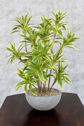 Fiber Saksıda Yapay Çiçek Dracaena Reflexa - Yapay Çiçek Deposu