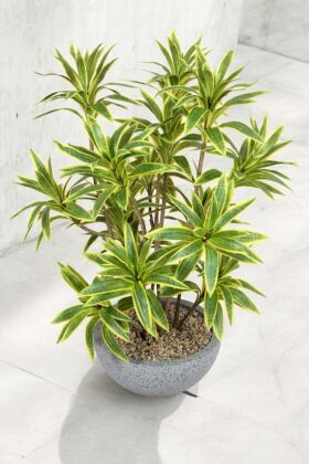 Fiber Saksıda Yapay Çiçek Dracaena Reflexa - 2