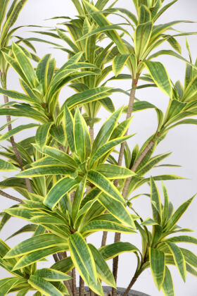 Fiber Saksıda Yapay Çiçek Dracaena Reflexa - 3