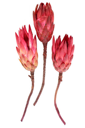 Yapay Çiçek Deposu - Doğal Kuru Çiçek Protea Enginar Çiçeği 3 Adet (Kod 647)