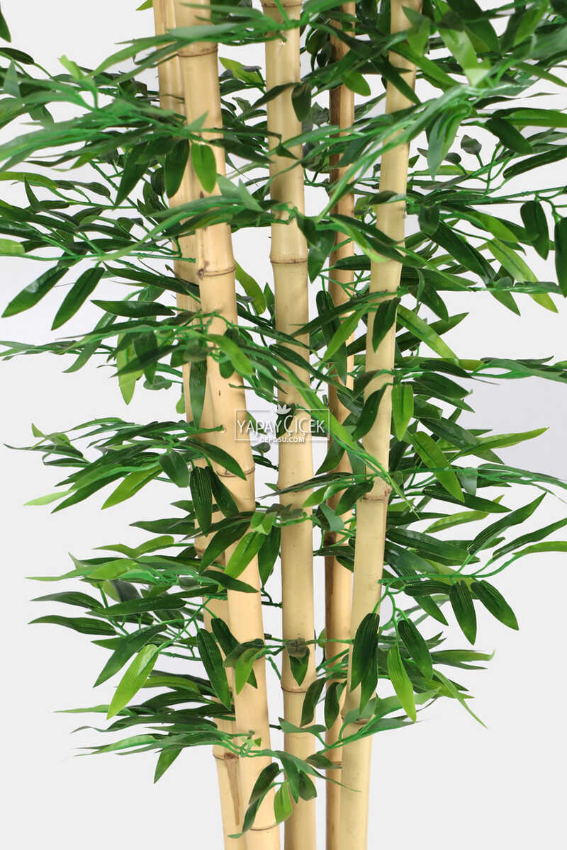 Kalın Çubuklu Islak Yapraklı Bambu Ağacı 5 Gövde 180 cm