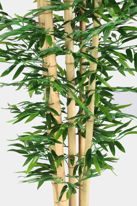 Kalın Çubuklu Islak Yapraklı Bambu Ağacı 5 Gövde 180 cm - Thumbnail