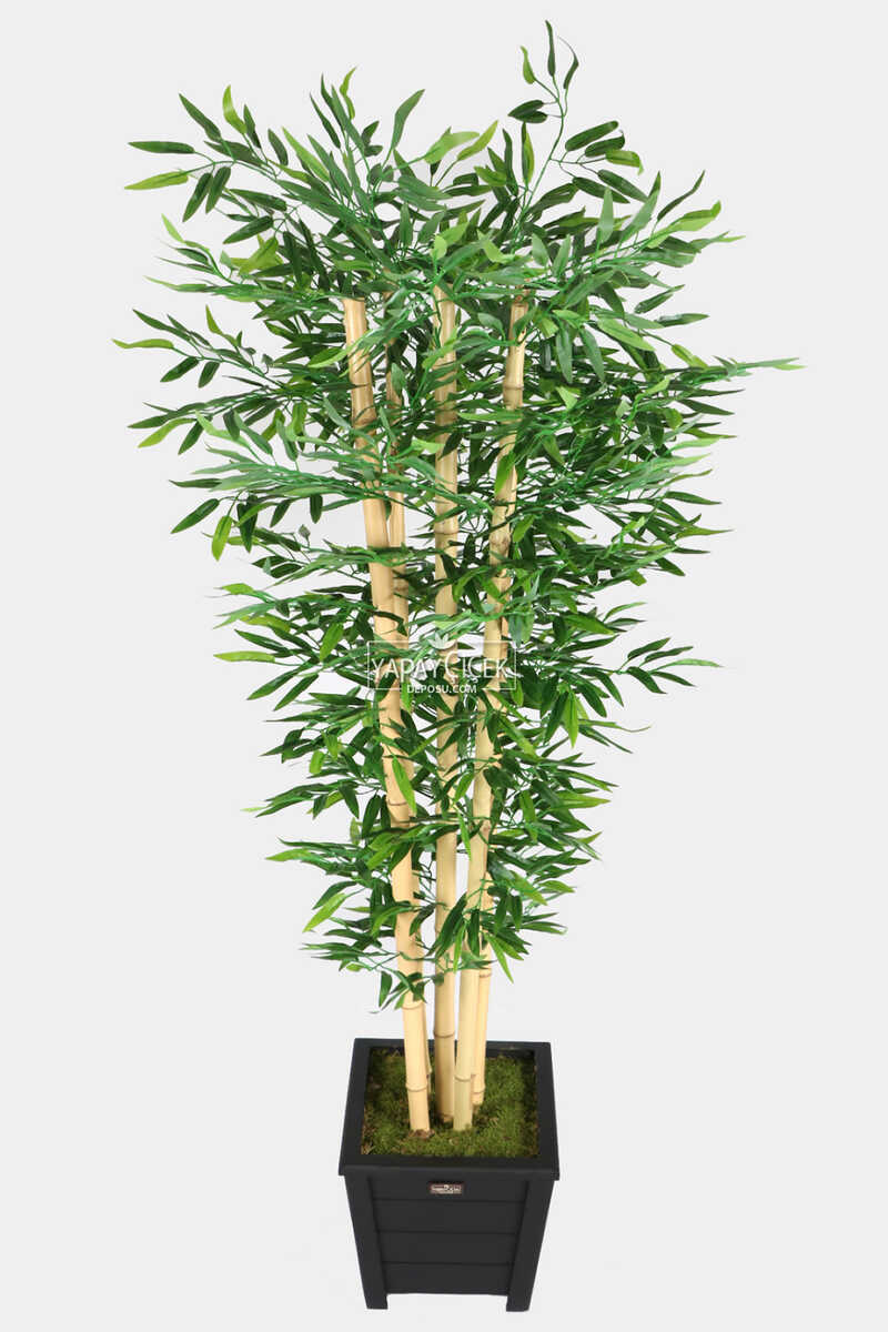 Kalın Çubuklu Islak Yapraklı Bambu Ağacı 5 Gövde 180 cm
