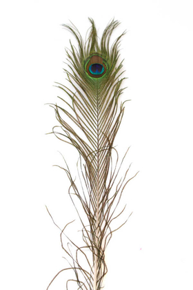 Yapay Çiçek Deposu - Gerçek Tavus Kuşu Tüyü 50 cm