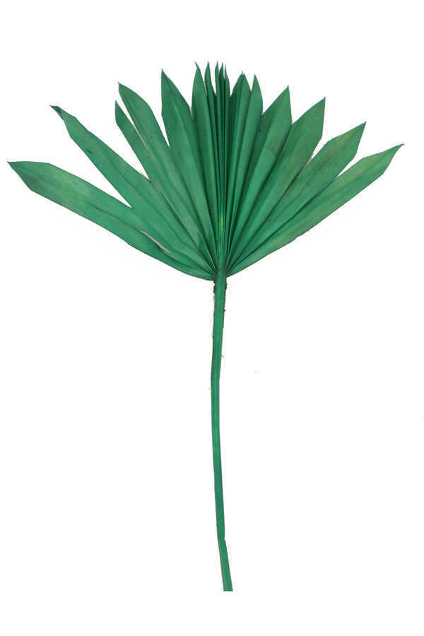 Kuru Tropic Palmiye Yaprağı 40 cm Yeşil