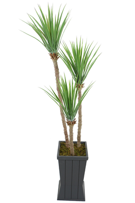 Gri Saksıda 3lü Yapay Yucca Ağacı 175 cm - Thumbnail