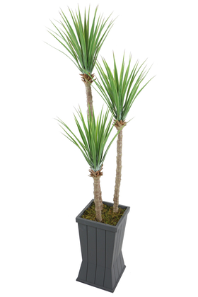 Gri Saksıda 3lü Yapay Yucca Ağacı 175 cm - Thumbnail