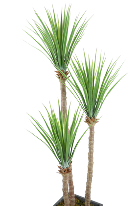 Gri Saksıda 3lü Yapay Yucca Ağacı 175 cm - Thumbnail