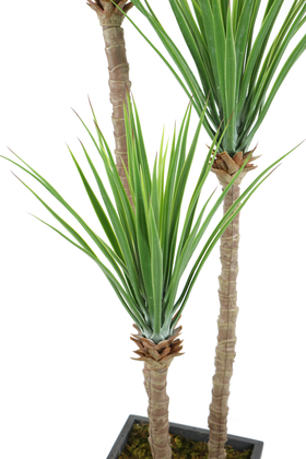 Gri Saksıda 3lü Yapay Yucca Ağacı 175 cm - Thumbnail