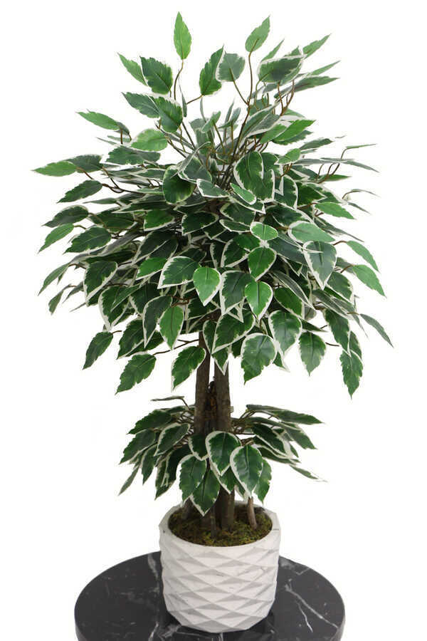 Beton Saksıda Mini Starlight Benjamin Ağacı 75 Cm Yeşil-beyaz