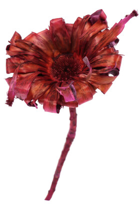 Yapay Çiçek Deposu - Doğal Kuru Çiçek Protea Pod (Kod 615)
