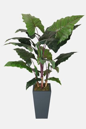 Yapay İri Yapraklı Alocasia Bitkisi 190 cm - Thumbnail