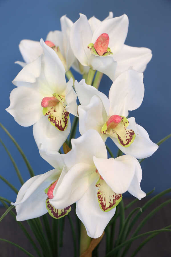 Yapay Tropikal Orkide Tanzimi Islak Dokuda Kahverengi Beton Saksılı Beyaz