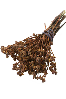 Kuru Çiçek Yıldızcık Otu 20 cm Naturel - Yapay Çiçek Deposu