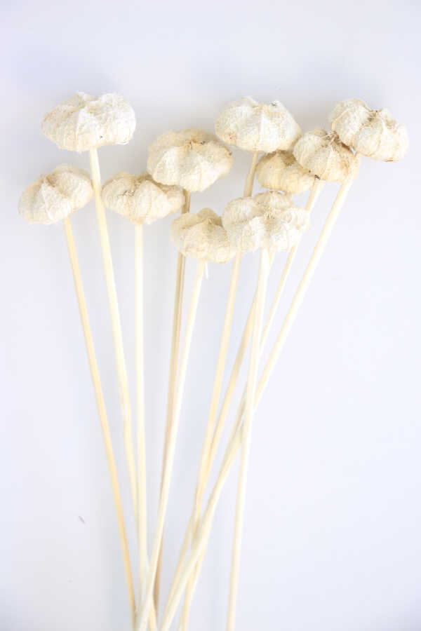 10lu Paras Ped Bleach On Stem 45 Cm Beyaz