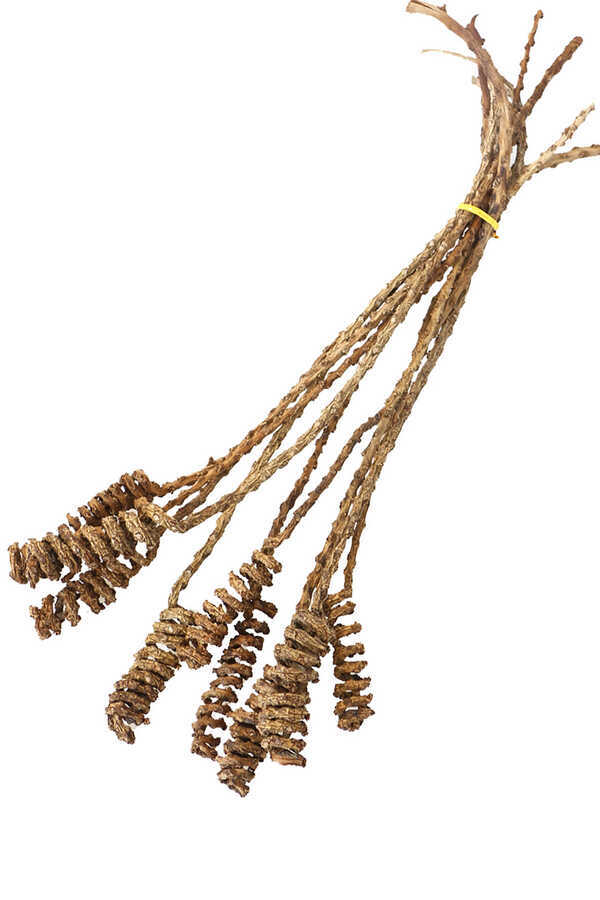 10lu Tropik Shany Springs 45 Cm
