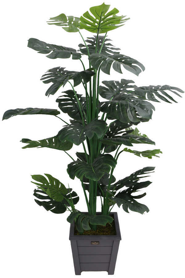 Yapay Deve Tabanı Ağacı Ahşap Saksıda 165 Cm ( Monstera Deliciosa)