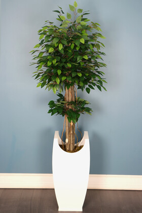 Yapay Çiçek Deposu - Beyaz Deluxe Saksıda 3 Gövdeli Yapay Benjamin Ağacı 180 cm Yeşil