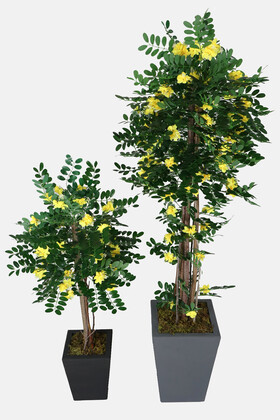 Yapay Çiçek Deposu - 2 Boy Yapay Sibirya Bezelye Ağacı Caragana Arborescens 120 cm ve 180 cm